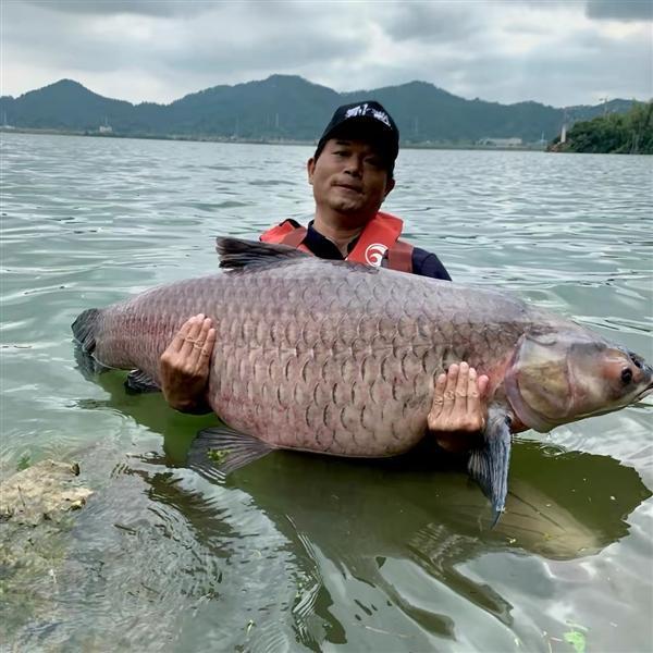 化绍新则很少出现在咱们的视野中,邓刚先在东江钓获大青鱼一战成品,再