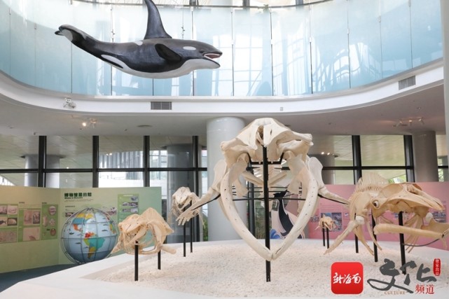 在约4900万年前的游走鲸,逐渐演化成两栖鲸类的"库奇鲸"与"雷明顿鲸"