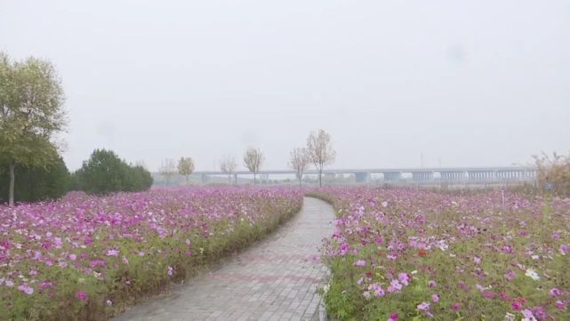 云赏秋色秋日花海胜春朝石家庄滹沱河千亩花海色彩斑斓