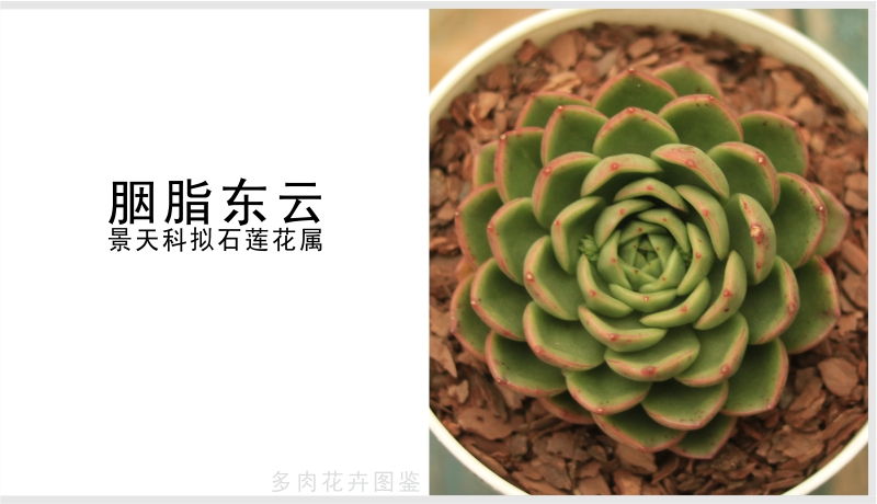 "胭脂东云"景天科拟石莲花属多肉植物,中型品种,东云系列