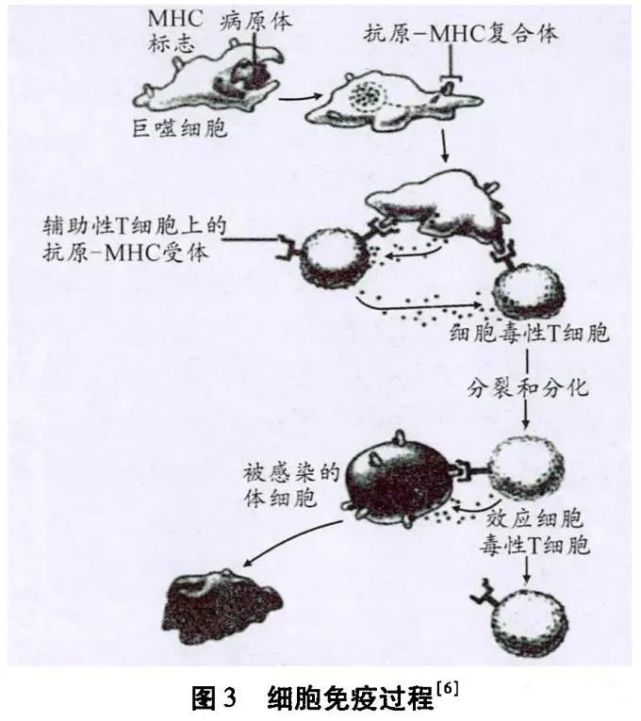 母体免疫 腾讯网