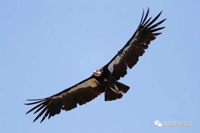 布斯研究蟒蛇时发现,孤雌生殖下的雌蛇可以和普通雄蛇交配,后代可以