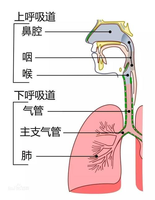 擅长儿童呼吸系统疑难病症,儿童慢性咳嗽,支气管哮喘及反复呼吸道感染