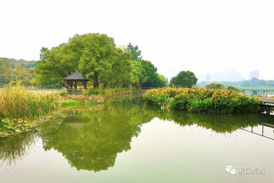 深秋月湖观碧水莲池残荷伴新生汉阳琴台公园芳草萋萋林深木秀