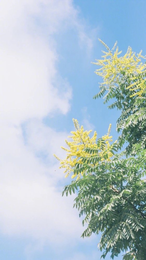 唯美清幽风景壁纸,超温柔