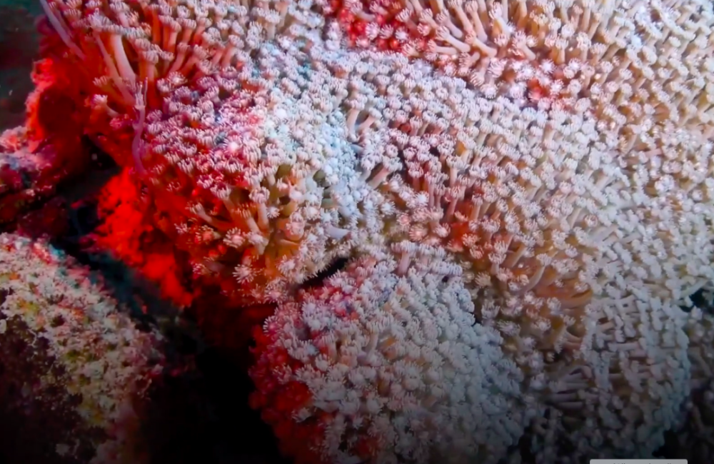 珊瑚礁 图片来源本集视频  greenpeace q2 :所有珊瑚虫都能"建造"