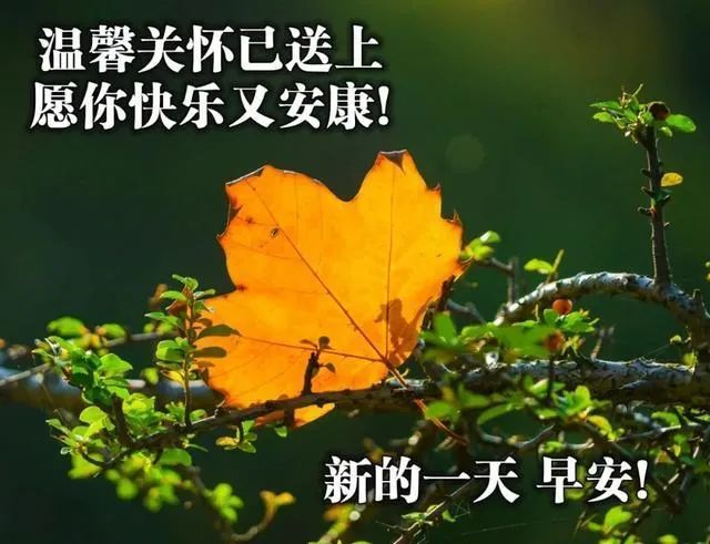 周三早上好精彩祝福语图片带字 快乐的早上好问候语
