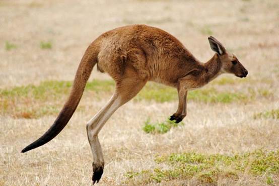 地球上跑得最快的10种动物你觉得呢