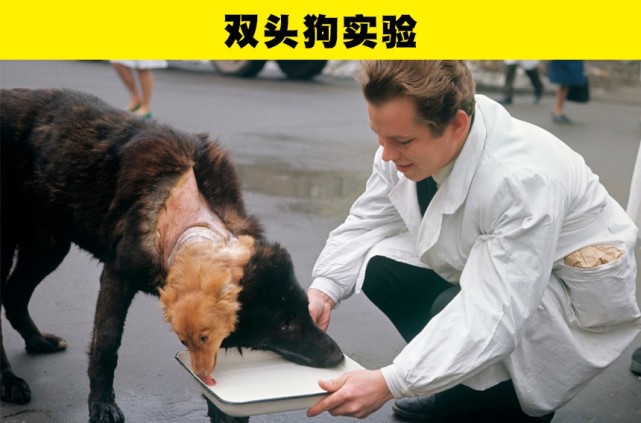 2,双头狗实验臭名昭著的斯坦福监狱实验甚至被改编成了电影,在1971年