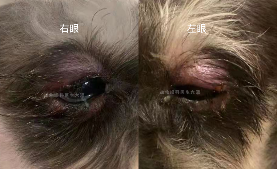 狗狗眼皮红肿起泡眼皮脱毛睑板腺增生不容小觑快来get睑板腺炎的治疗