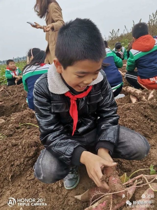 实拍:兴平小学生们挖红薯,体验劳动的快乐!