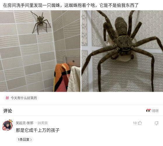 神回复:在房间洗手间里发现一只蚓蛛,这蜘蛛抱着个啥,它是不是偷我