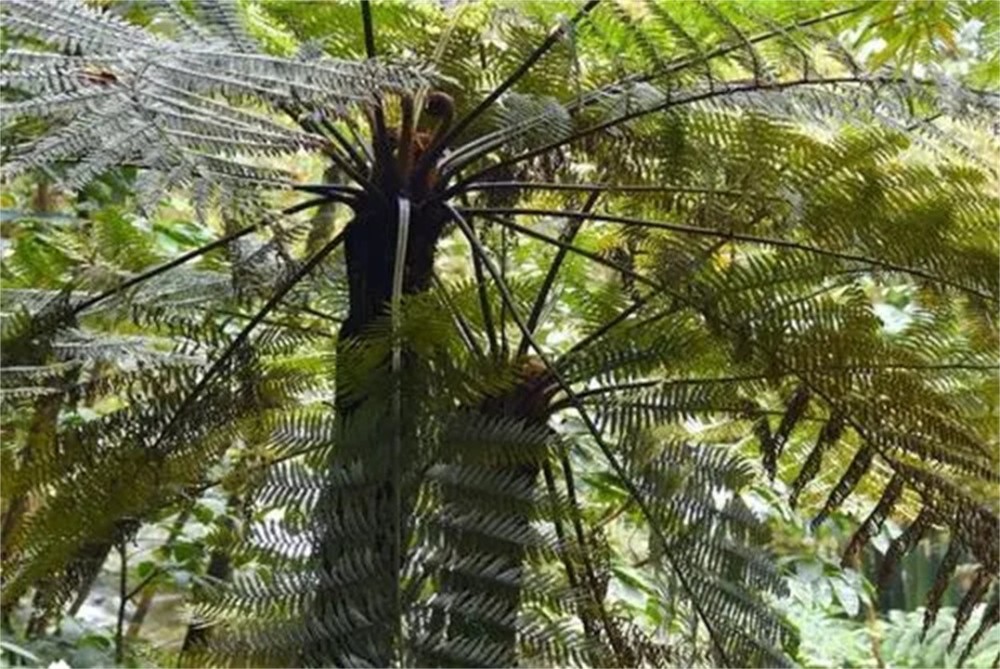 云南发现国宝级植物与恐龙同时代的蕨王被誉为植物活化石