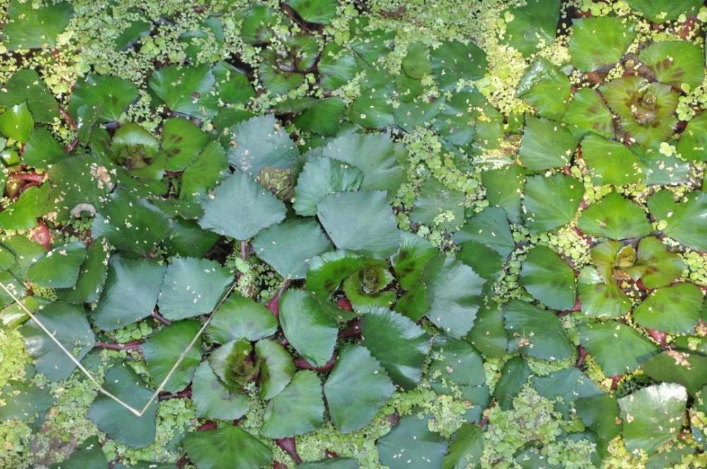 野菱属菱科,古籍中记载:"野菱叶,实俱小,其角硬直刺人,其色嫩青老黑".