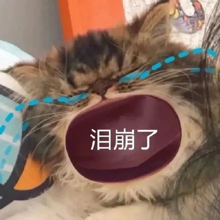 妈宝大嘴猫大哭表情包