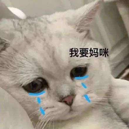 妈宝大嘴猫大哭表情包