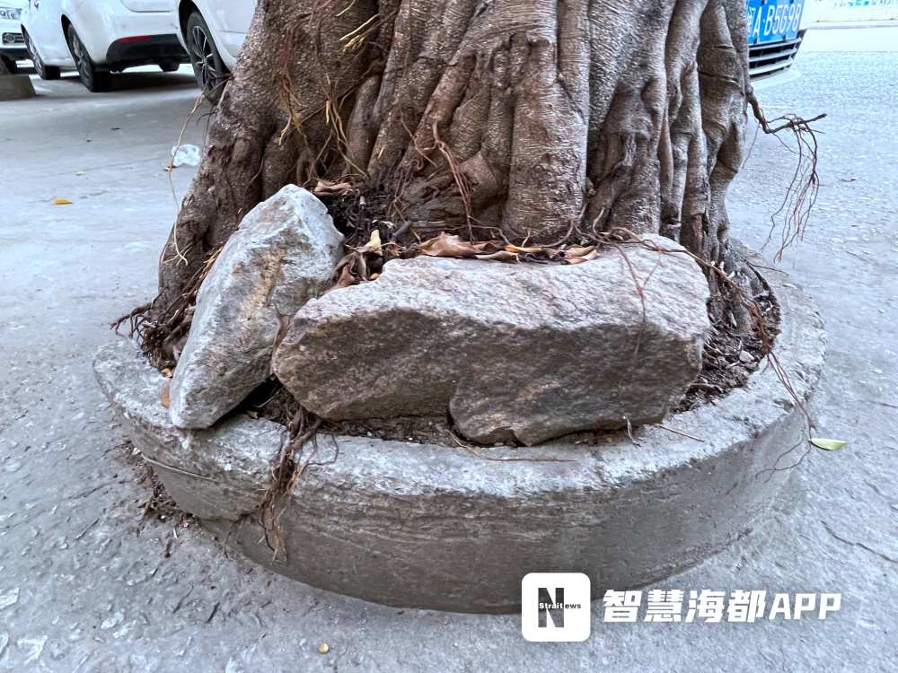 福州一行道树根部涨破树池市民担心有倾倒风险