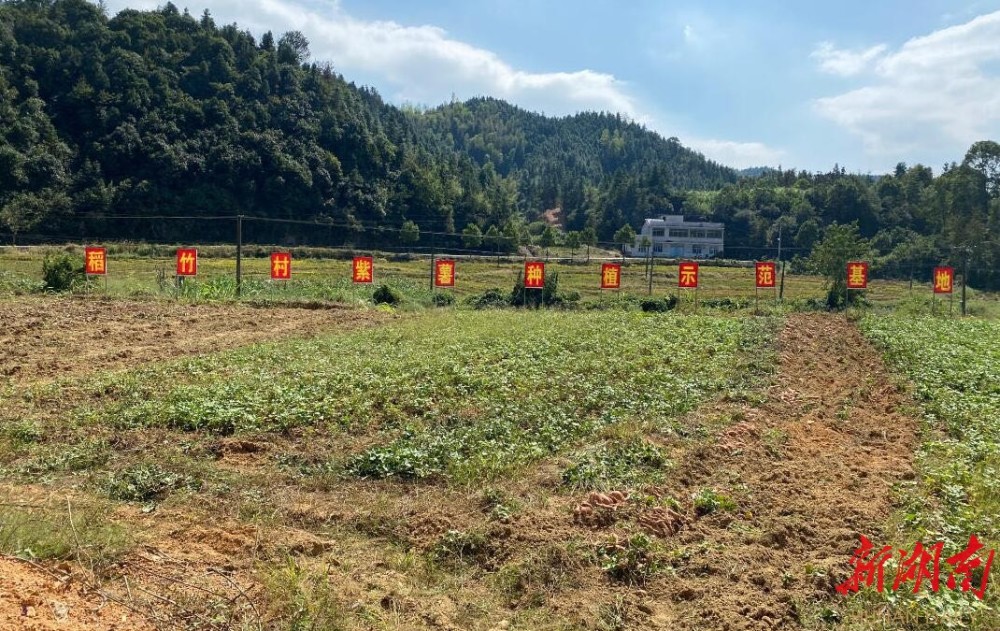 喜看沃野织锦绣—平江县余坪镇"小紫薯"的心声