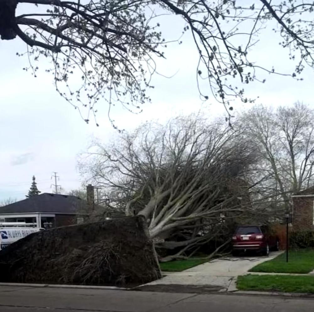 大风吹倒了路边的树,却不偏不倚地刚好砸中了居民的房子,房主真倒霉.