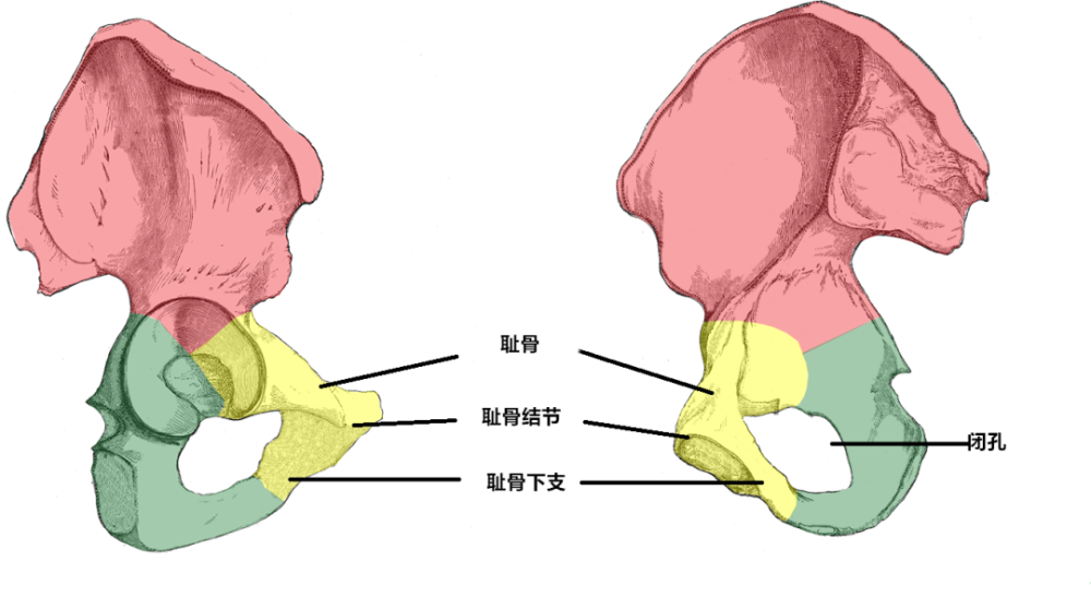实用又高清上肢骨下肢骨解剖图谱