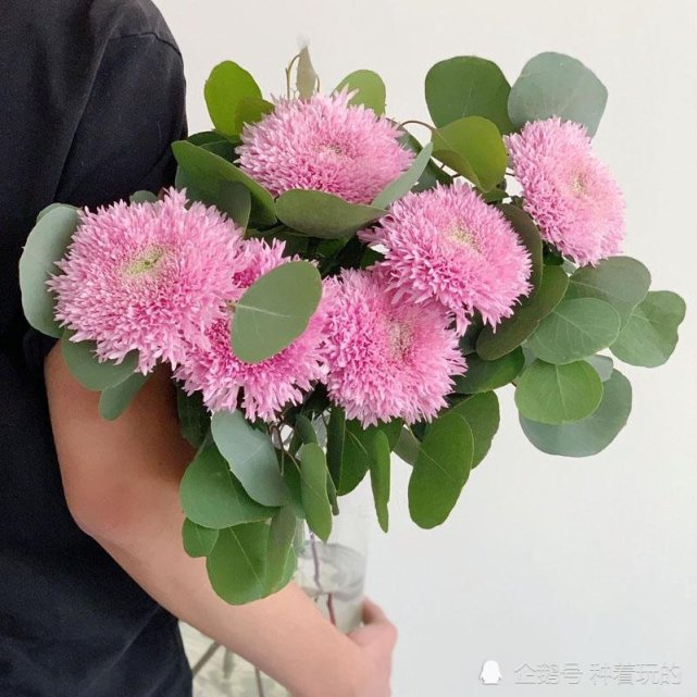 丝绒可爱的泰迪菊 将ins风搬回家 颜值超高还好养