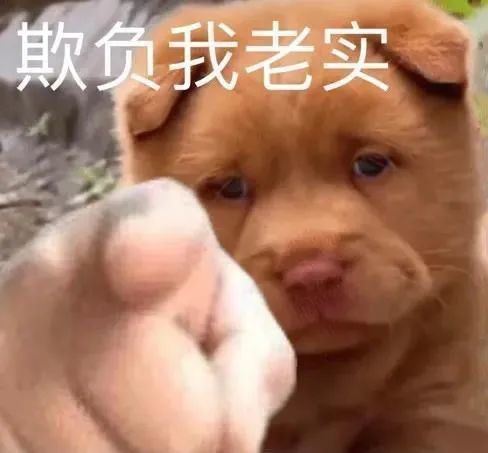 表情包欺负我老实