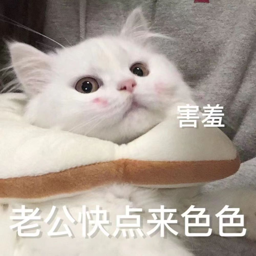 喜欢跟老公涩涩丨小猫咪表情