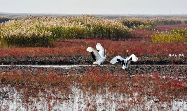 辽宁盘锦红海滩湿地丹顶鹤,大地脉络,湿地日出等各种