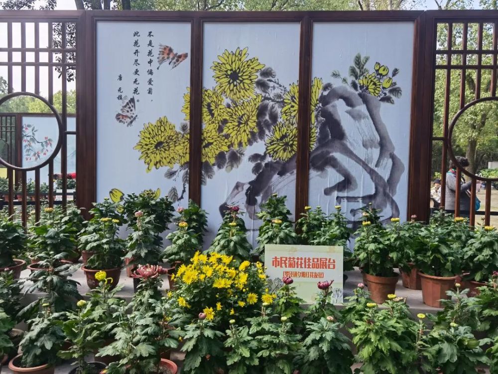 一年一度的2021上海菊花展来了!赏菊正当时!