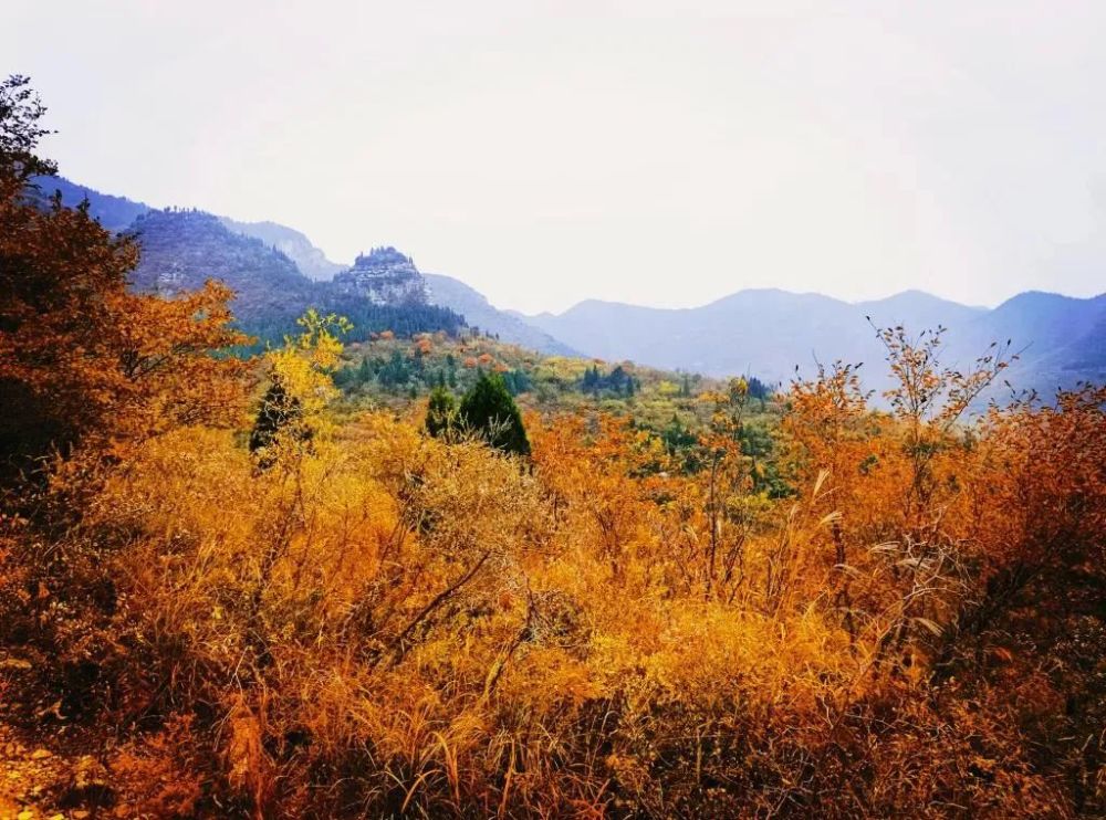 淄川这几个山的秋景太美了满山红叶你去过吗