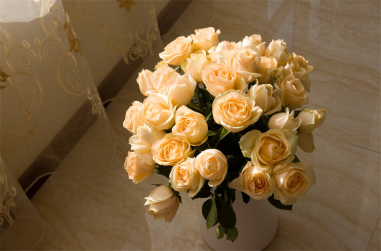 香槟色玫瑰花代表什么意思比红玫瑰钟情比白玫瑰优雅你知吗