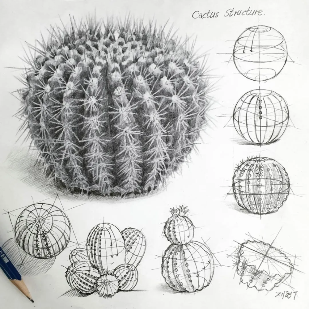 植物素描细节～建议收藏备用
