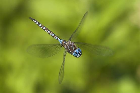 3,蜻蜓优秀的飞行能力