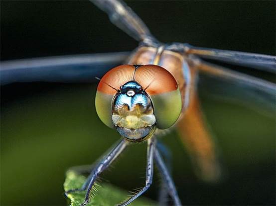 4,蜻蜓的头几乎布满了眼睛