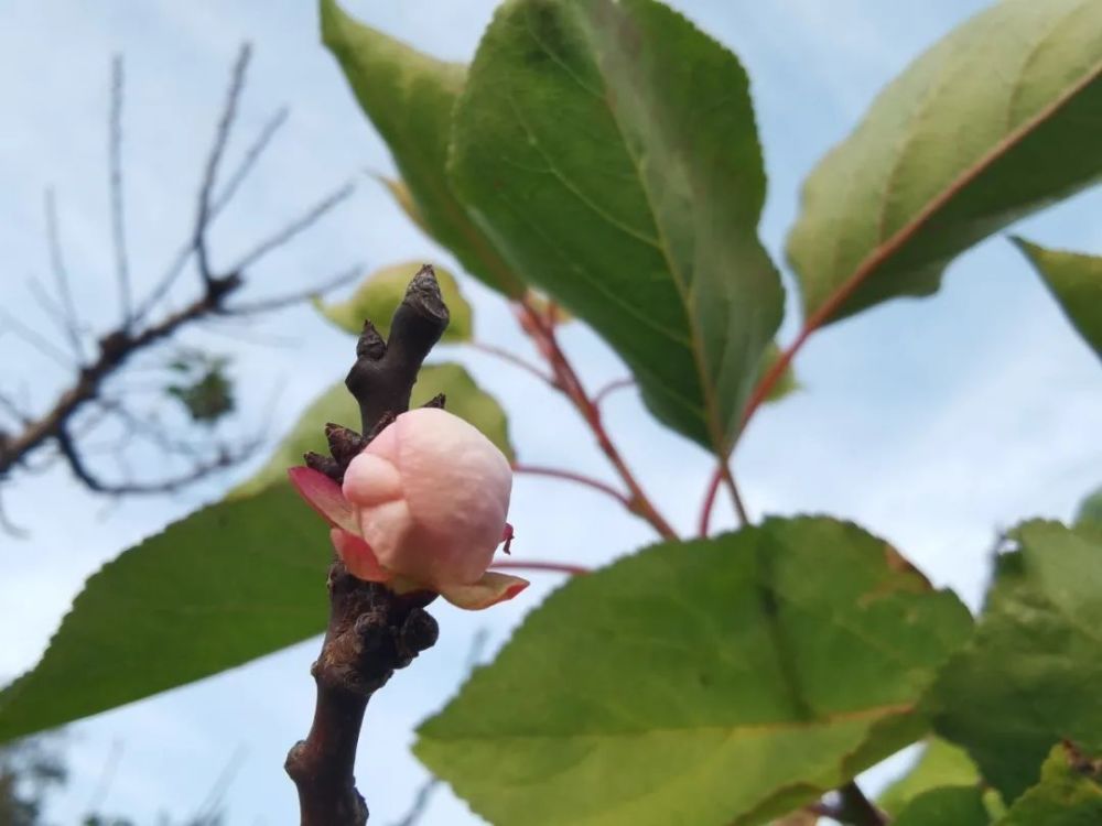 在华胥镇阿氏村杏花谷,记者看到不少杏树叶子留存不多,但枝头明显有不