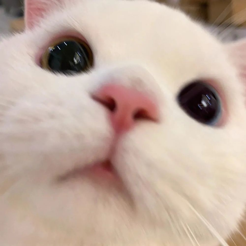 抖音头像吃货头像