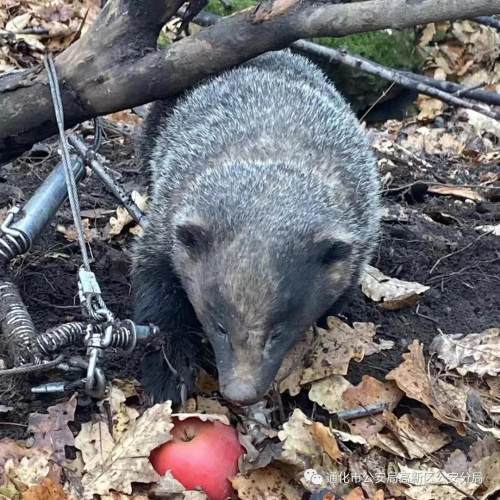 国家野生保护动物猪獾受伤 公安民警紧急救助
