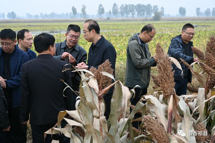 杨可为高粱种植业再次在祁县悄然崛起