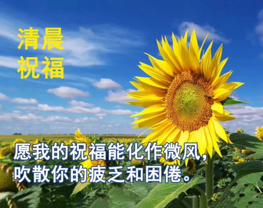 最新创意唯美的早安祝福图片带字温馨好看的早上好问候祝福图片精选