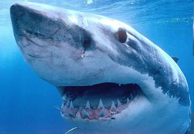 夏威夷发现巨型大白鲨,体长6米,一口能吞下一人,海洋巨物无疑