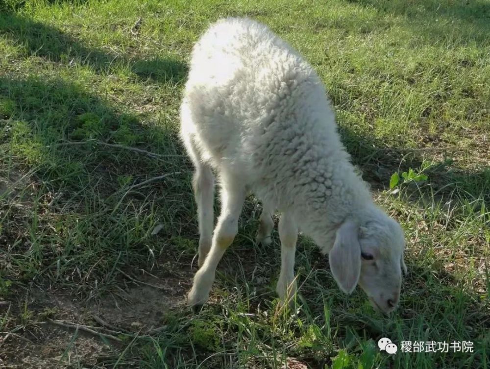 一年以后,三只羔羊中体型最小的一只母羊却提前怀孕.