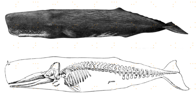 鲸鱼下海数千万年,连背鳍都进化出来,为什么单单没进化出鱼鳃?