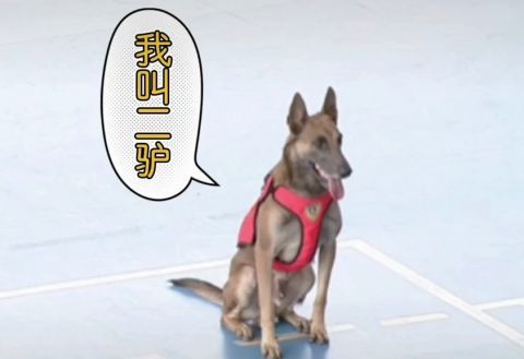 近日,在全国搜救犬比赛上搜救犬强势出圈 网友:最近的快乐都是二驴给