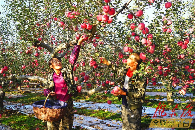 深翻秋施基肥病虫害防治防冻苹果园采收后管理需及时