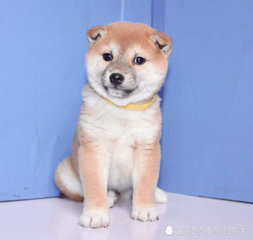 日本纯种双血统柴犬