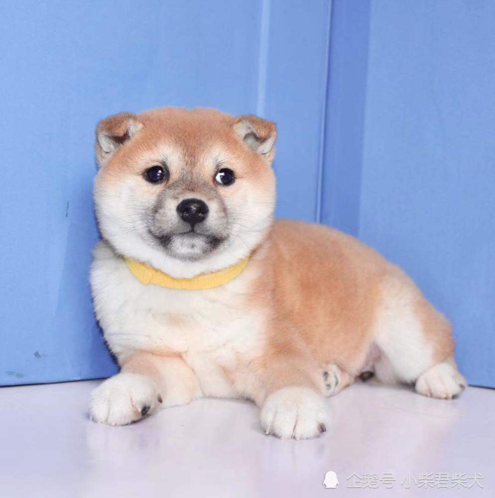 日本纯种双血统柴犬