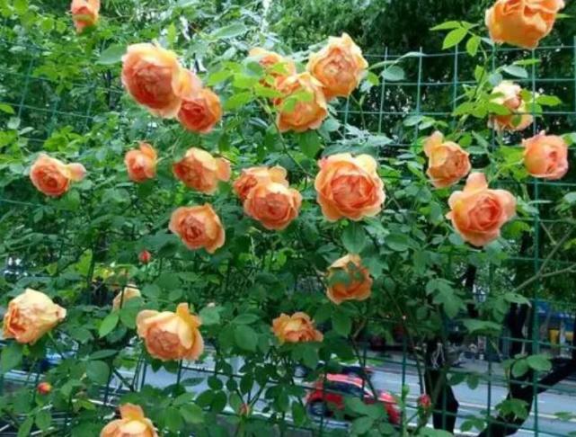 香味浓郁的10款月季花,皮实好养颜值高,总有一款深得