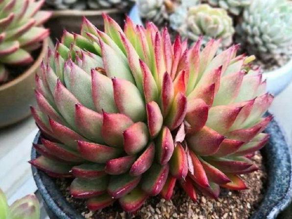 喜欢颜色靓丽的东云系多肉可以选这2个品种养护简单上色容易