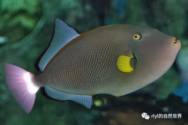 【rlyl物种说】今日-角鳞鲀(pinktail triggerfish)