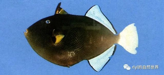 【rlyl物种说】今日-角鳞鲀(pinktail triggerfish)